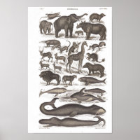 Säugetiere aus Vintager Naturgeschichte