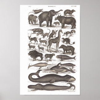 Säugetiere aus Vintager Naturgeschichte Poster