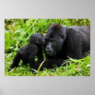 Säugling Gorilla Kisses Silverback Gorilla Poster
