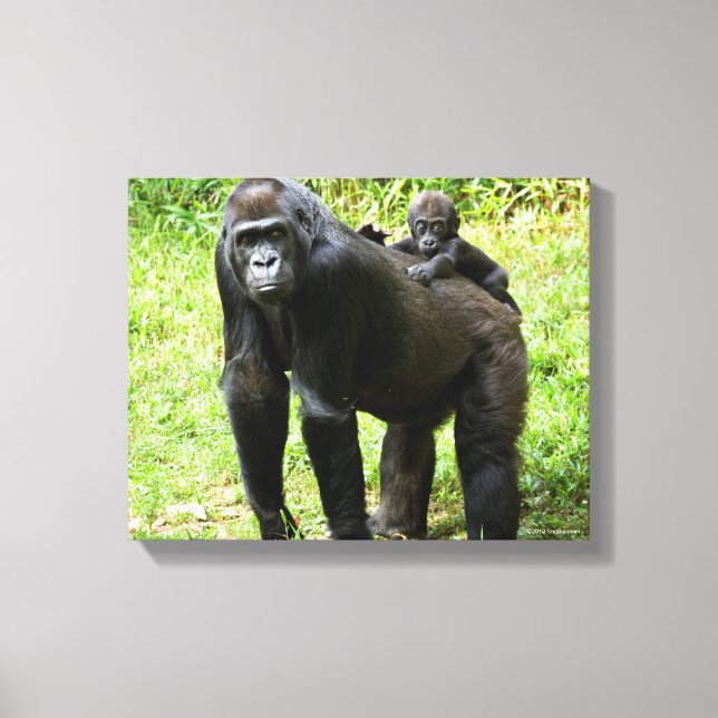 Säugling Lowland Gorilla auf dem Rücken der Mutter Leinwanddruck (Vorderseite)