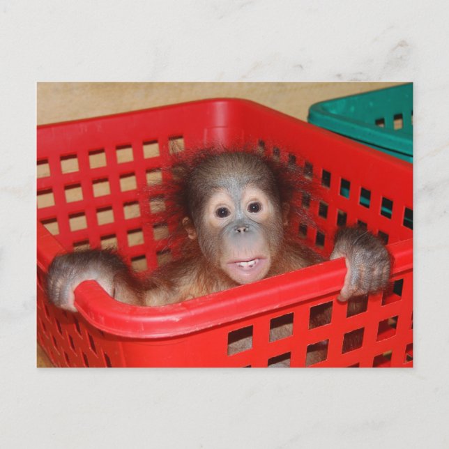 Säugling Orangutan in Kinderzimmer Postkarte (Vorderseite)