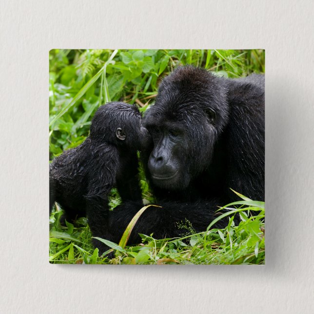 Säuglings-Berggorilla küsst Silberrücken-Gorilla Button (Vorderseite)