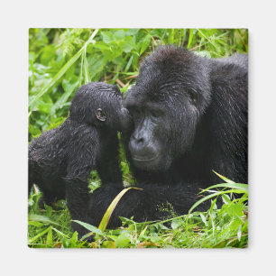 Säuglings-Berggorilla küsst Silberrücken-Gorilla Magnet