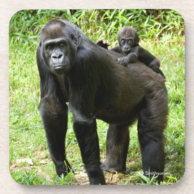 Säuglings-Tiefland-Gorilla auf der Rückseite der Getränkeuntersetzer (Vorderseite)