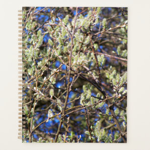SAULE DE PRINTEMPS