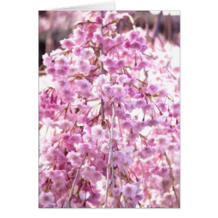 Saule pleureur fleuri peint en rose