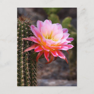 Säulenkaktus in der rosa Kaktusblüte Postkarte