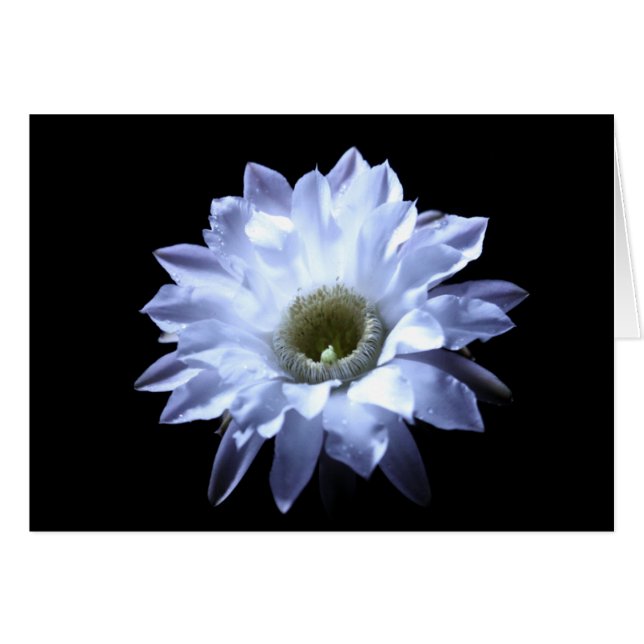 Säulenkaktus-Kaktus-Blüte (Vorderseite (Horizontal))