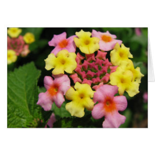 Saupoudrer de bonbons