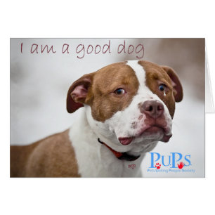 Sauvetage des bons chiens Pit Bull