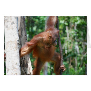 Sauvez la faune orangutane de Borneo