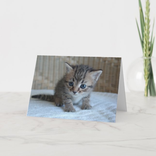 Sauvez une vie, adoptez une carte de voeux de chat (Devant)