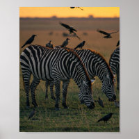 Savanna Stripes Stille