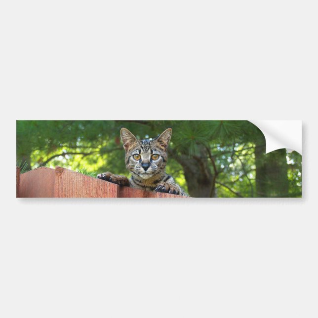 Savannah Cat Background Autoaufkleber (Vorne)