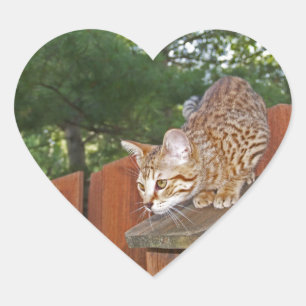 Savannah Cat Heart Sticker