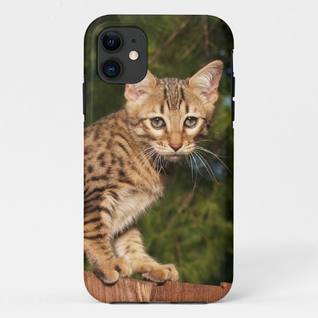 Savannah Cat iPhone 5 Case-Mate Barely Dort Hülle (Rückseite)
