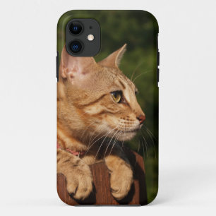 Savannah Cat iPhone 5 title_seo2