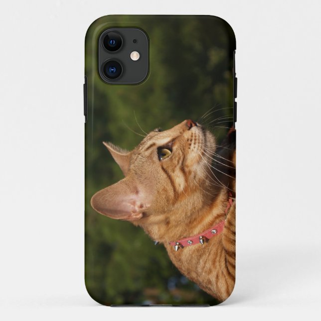 Savannah Cat iPhone 5 Custom Case-Mate-ID Case-Mate iPhone Hülle (Rückseite)