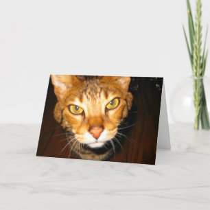 Savannah Cat Karte