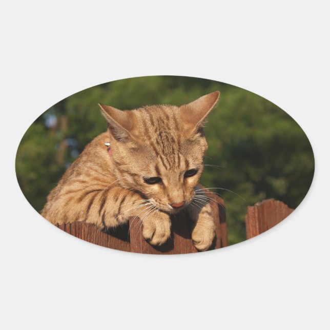 Savannah Cat Oval Sticker (Vorderseite)