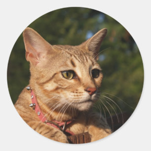 Savannah Cat Round Sticker