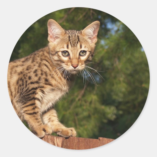 Savannah Cat Round Sticker (Vorderseite)