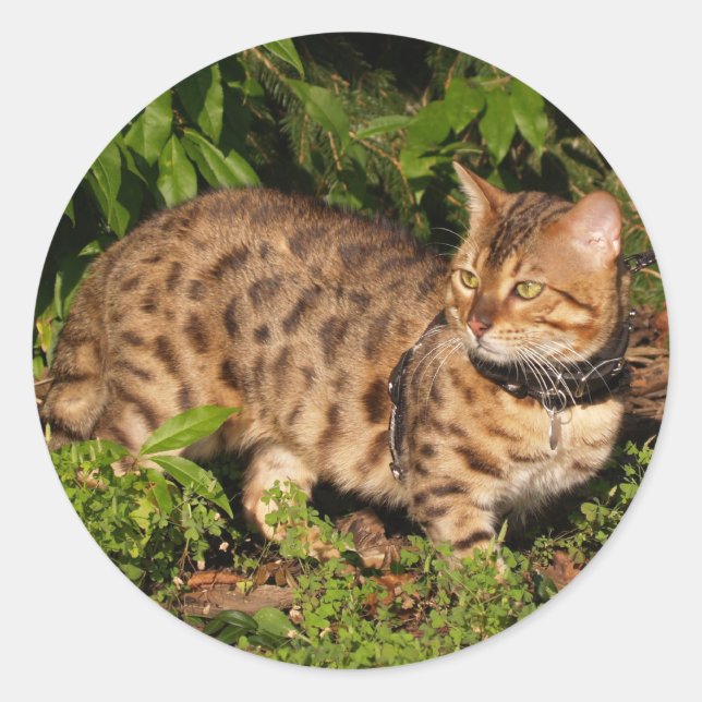 Savannah Cat Round Sticker (Vorderseite)