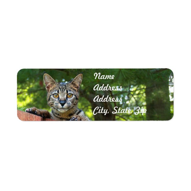 Savannah Cat Rücksendeadresse Sticker (Vorne)