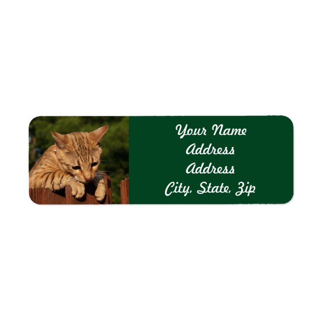 Savannah Cat Rücksendeadresse Sticker (Vorne)