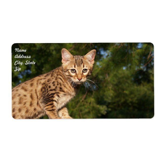 Savannah Cat Shipping Label (Vorne)