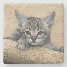 Savannah Cat Square Untersetzer