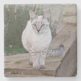 Savannah Cat Square Untersetzer