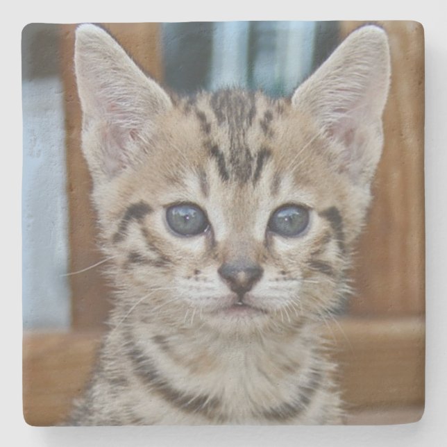 Savannah Cat Square Untersetzer (Vorderseite)