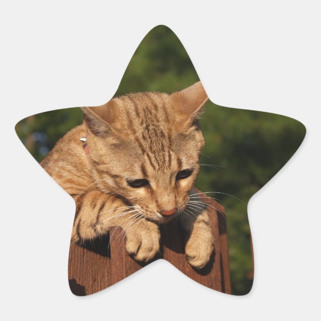 Savannah Cat Star Sticker (Vorderseite)