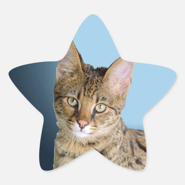 Savannah Cat Stern-Aufkleber (Vorderseite)