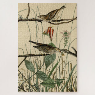 Savannah Finch (Sparrow) Audubon Birds of America