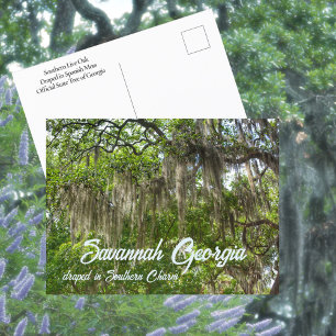 Savannah GA Spanisches Moos umhüllt Live Oaks Foto Postkarte