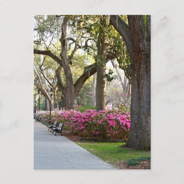 Savannah Georgia im Spring Forsyth Park Azaleas Oa Postkarte (Vorderseite)
