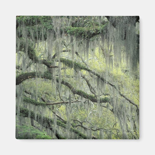 Savannah, Georgia, Live-Eiche mit Magnet (Vorne)