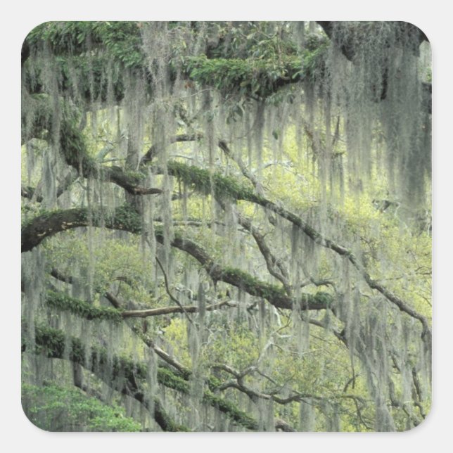 Savannah, Georgia, Live-Eiche mit Quadratischer Aufkleber (Vorderseite)