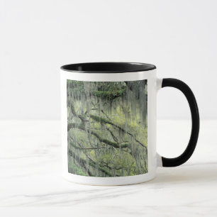 Savannah, Georgia, Live-Eiche mit Tasse