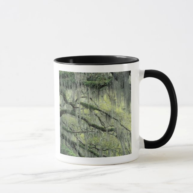 Savannah, Georgia, Live-Eiche mit Tasse (Rechts)