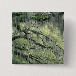 Savannah, Georgia, Live Oak Baum behangen mit Button