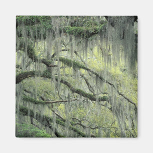 Savannah, Georgia, Live Oak Baum behangen mit Magnet