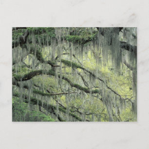Savannah, Georgia, Live Oak Baum behangen mit Postkarte