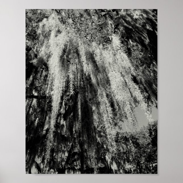 Savannah Series: Spanisches Moss Poster (Vorne)
