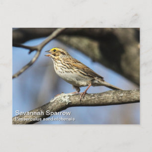 Savannah Sparrow Postkarte