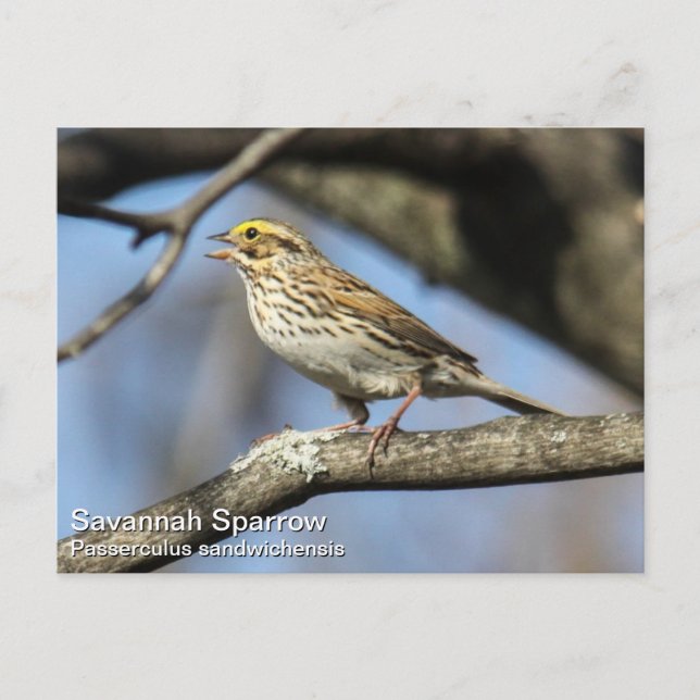 Savannah Sparrow Postkarte (Vorderseite)