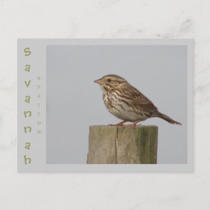 Savannah Sparrow Postkarte