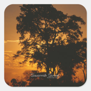 Savannah Sunset Quadratischer Aufkleber